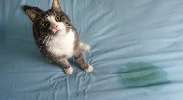 How to Get Cat Pee Out of Mattress