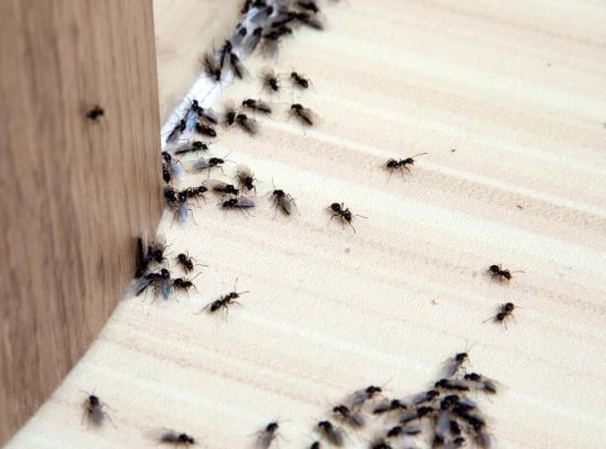 15 Easy Ways How to Get Rid of Ants in Bedroom?