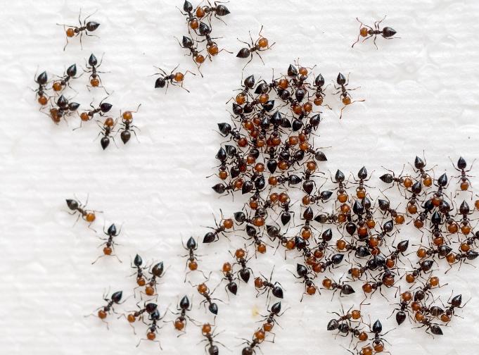 15 Ways, How to Get Rid of Ants in Bedroom?