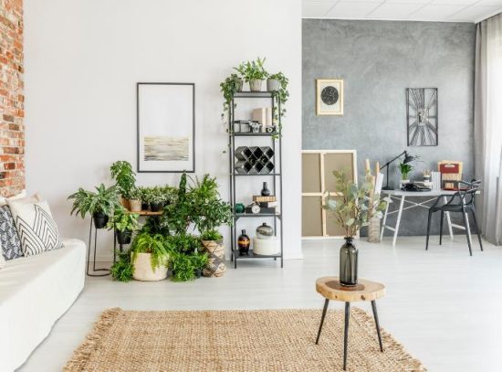 How to Arrange Plants in a Living Room Like a Pro